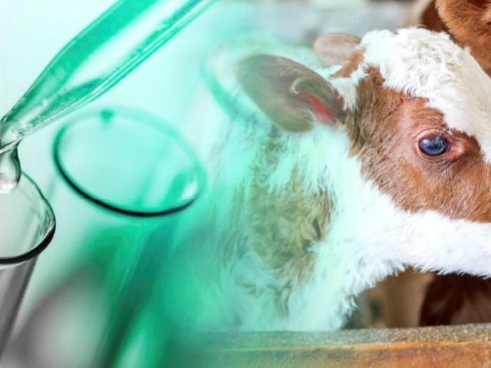 ganaderia_sanidad_animal.jpg